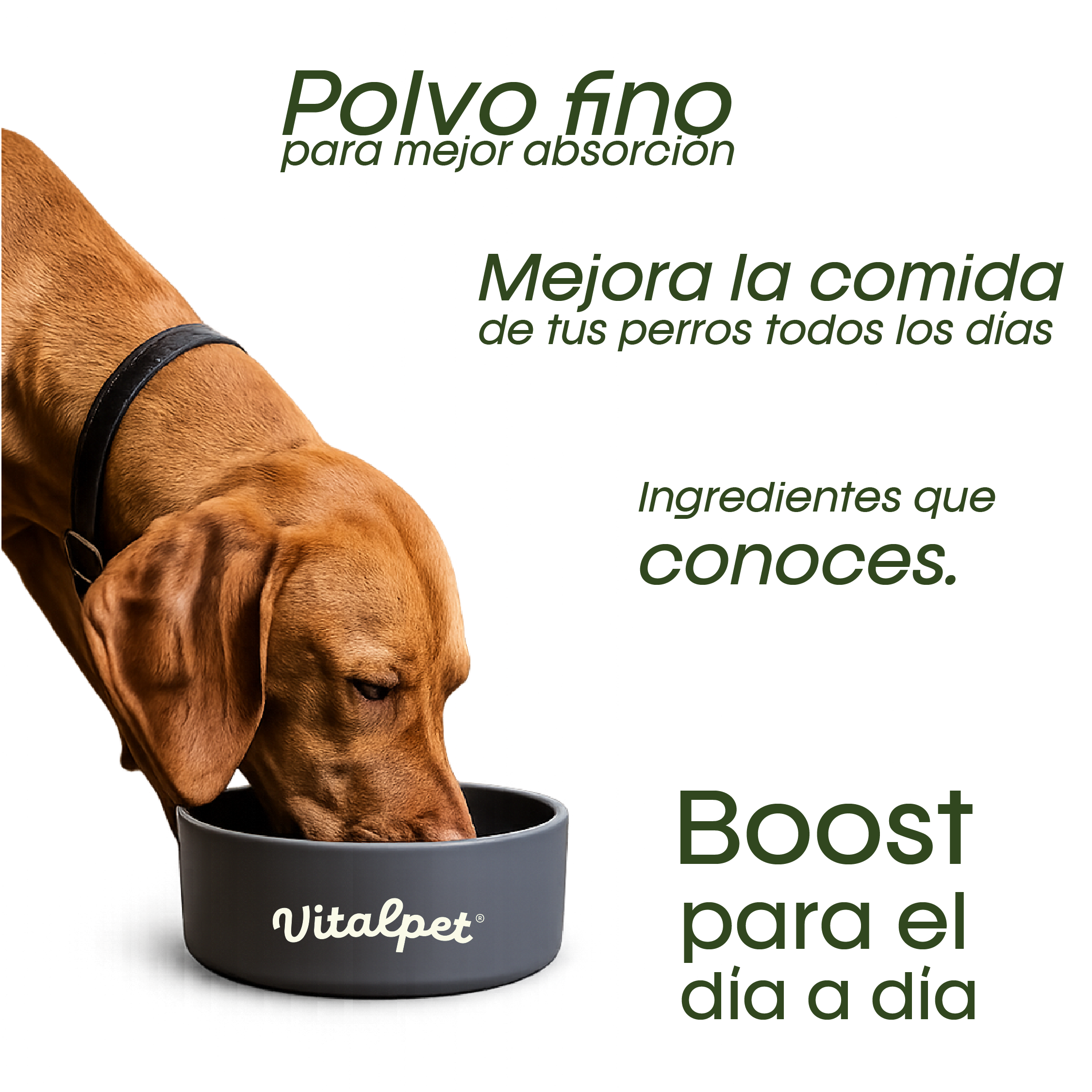 VitalPet® Topper Daily Care
