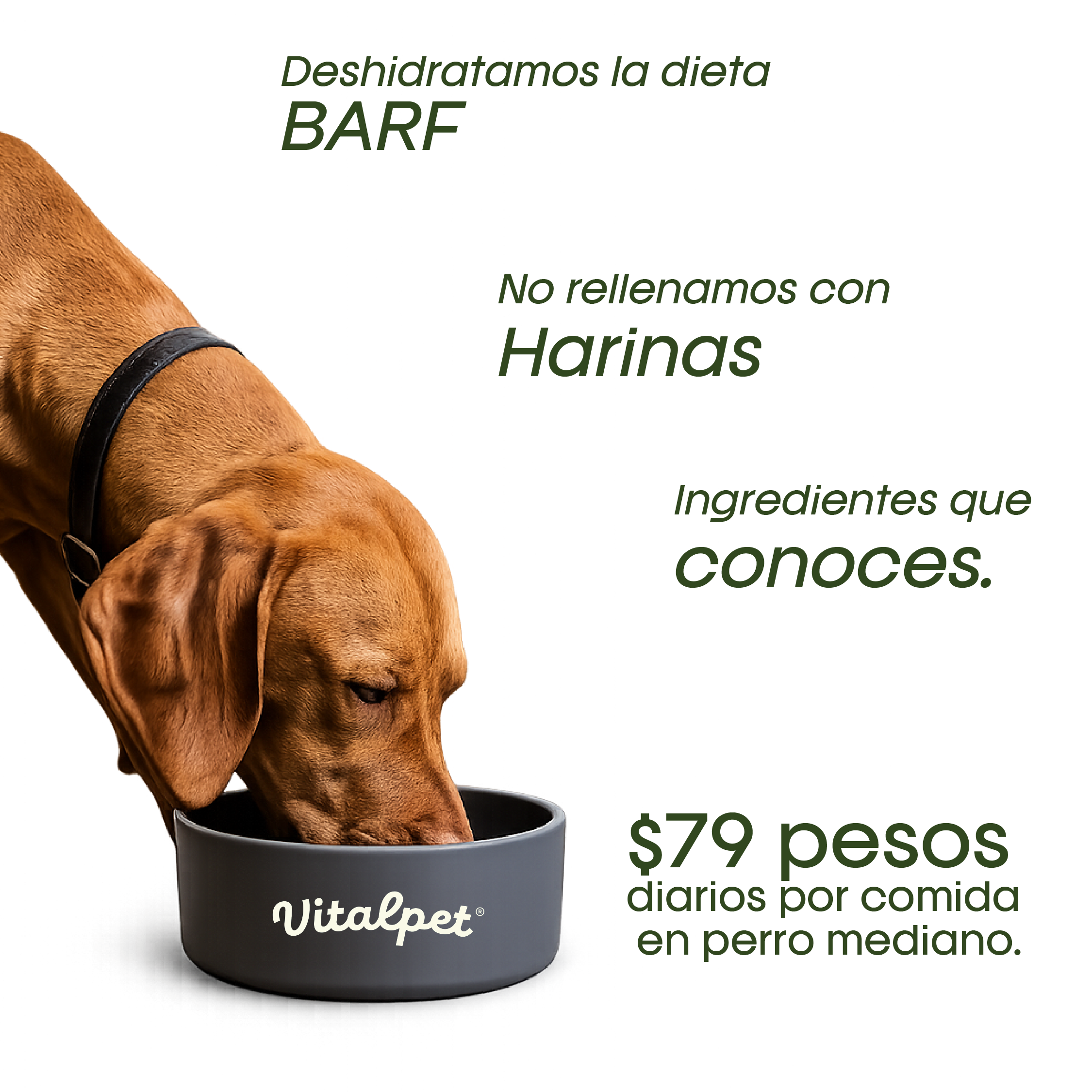 VitalPet® Pollo