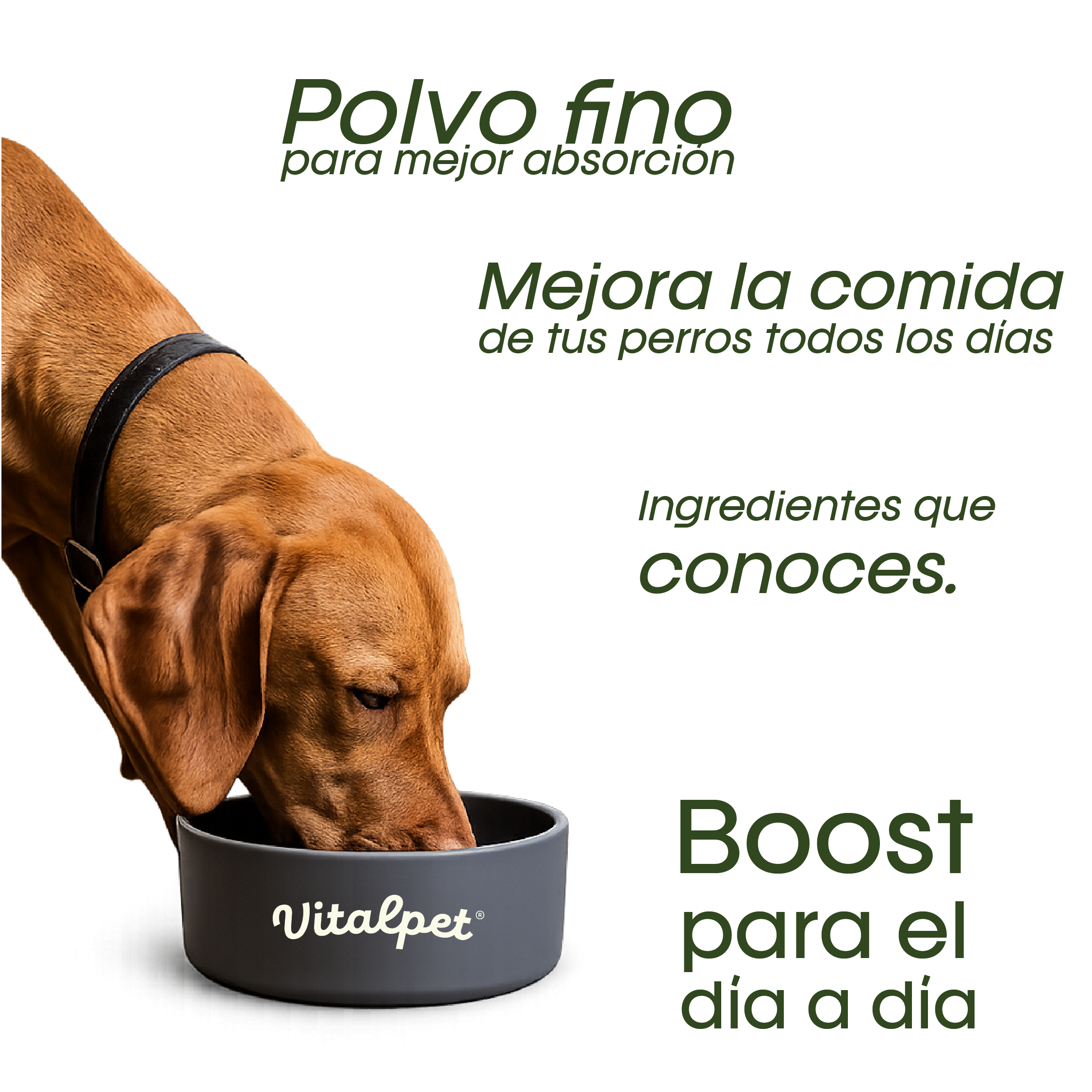VitalPet® Topper Digestive