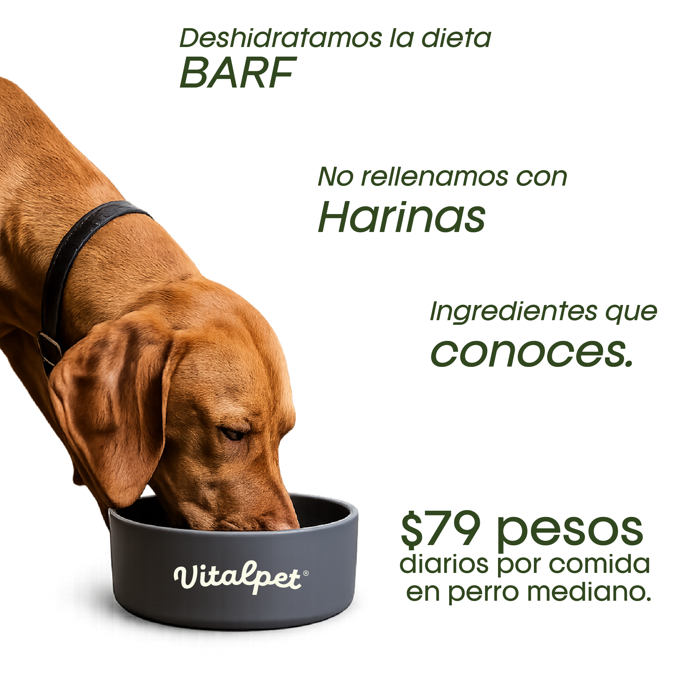 VitalPet® Res