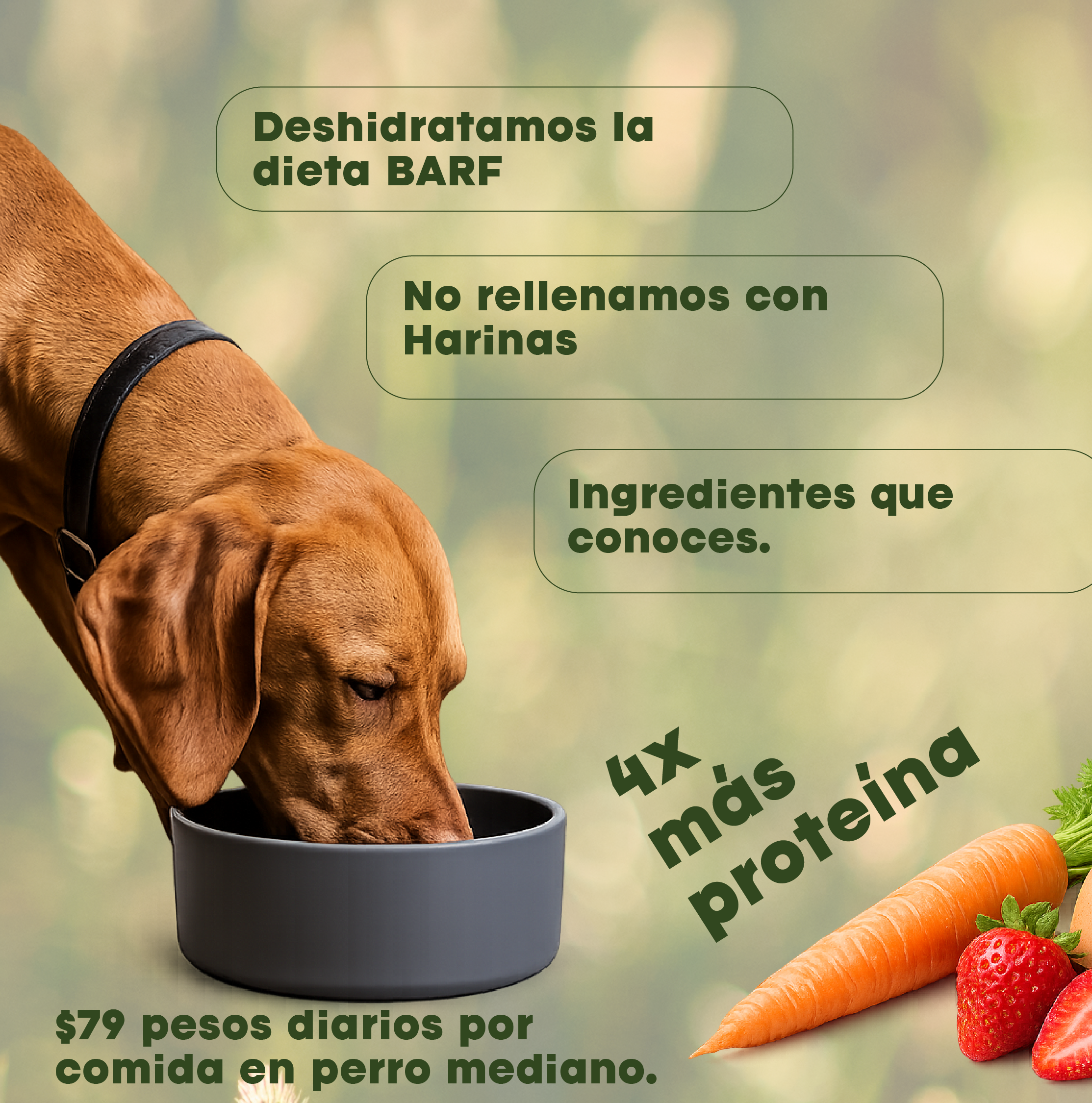 Vitalpet® Premium Food Alimento Deshidratado Base Pollo Adulto Para Todas Las Razas