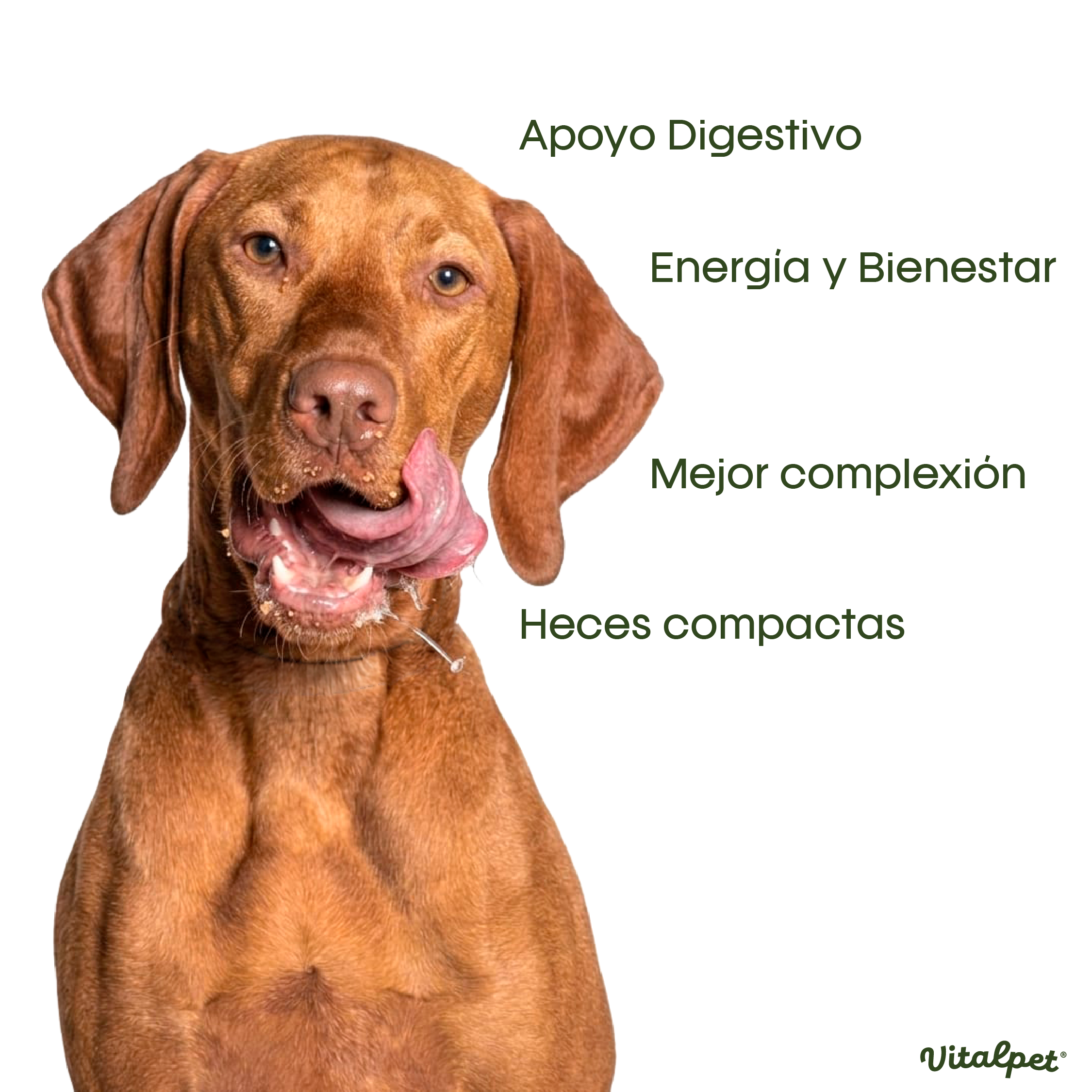 VitalPet® Res