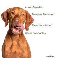 VitalPet® Conejo